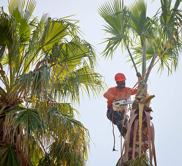 Tree Branch Trimming